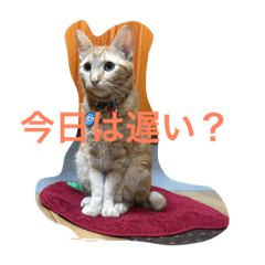 [LINEスタンプ] nekonekonekono