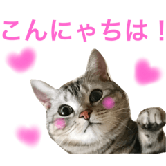[LINEスタンプ] アメショのアラン 猫スタンプ