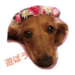 [LINEスタンプ] 癒し系家族犬
