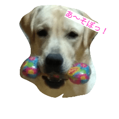 [LINEスタンプ] 犬イヌファミリー
