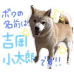 [LINEスタンプ] 吉岡さんちの小太郎くん