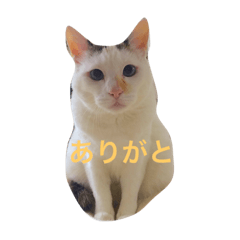 [LINEスタンプ] 白猫タレ目ERi