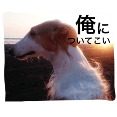 [LINEスタンプ] ボルゾイにこる