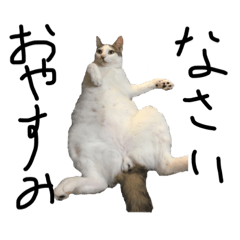 [LINEスタンプ] うちの猫たちの日常1