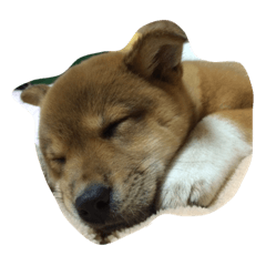 [LINEスタンプ] ももの日記