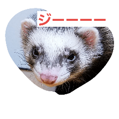 [LINEスタンプ] うちのフェレット