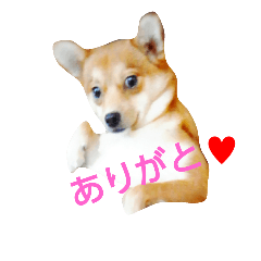 [LINEスタンプ] pomepomedog