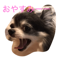 [LINEスタンプ] チワワのゴエ咲