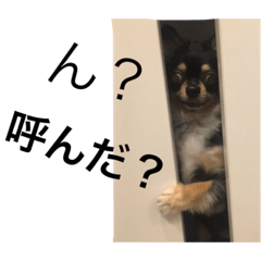 [LINEスタンプ] チワワのるいテト