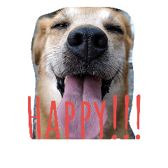 [LINEスタンプ] 犬好きのための可愛いスタンプ。