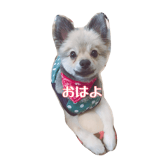 [LINEスタンプ] ポメラニアンのここたん