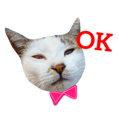 [LINEスタンプ] nagasakinyan