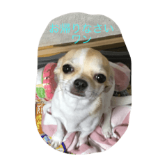 [LINEスタンプ] リアルの犬スタンプ