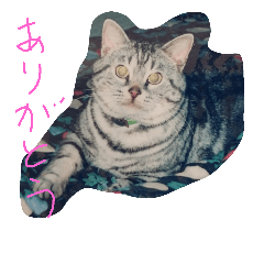 [LINEスタンプ] 猫chan