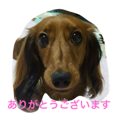 [LINEスタンプ] ぷりにゃ