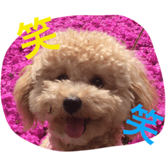 [LINEスタンプ] あいどる Peco part.3