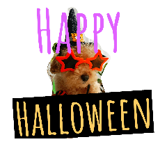[LINEスタンプ] Halloween Funky poodle