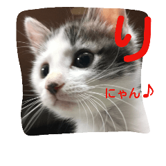 [LINEスタンプ] ねこのぷりんちゃんのお話