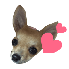 [LINEスタンプ] チワワface