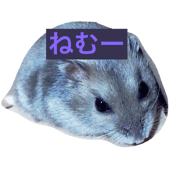 [LINEスタンプ] はむ✩