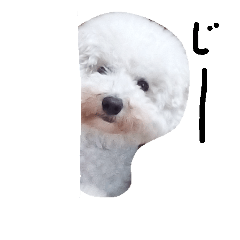 [LINEスタンプ] ビションフリーゼの気持ち