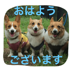 [LINEスタンプ] コギ隊パトロール