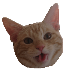 [LINEスタンプ] ねこのぽんたくん日常会話 第2弾