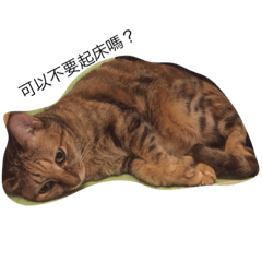 [LINEスタンプ] Three cat's daily life