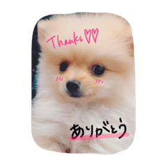 [LINEスタンプ] 加藤家のぽんちゃん