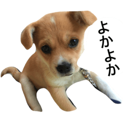[LINEスタンプ] 鹿児島弁の犬