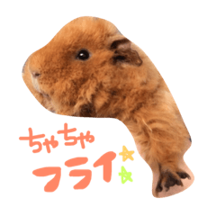 [LINEスタンプ] モルちゃんズ