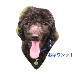 [LINEスタンプ] 可愛い犬だわんわん