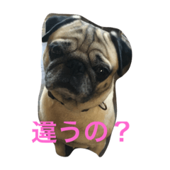 [LINEスタンプ] パグのぷうちゃん1