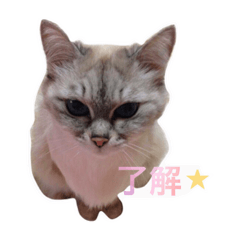 [LINEスタンプ] ラム's stamp