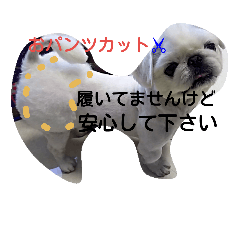 [LINEスタンプ] ペキニーズもっちぃ