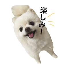 [LINEスタンプ] 白ポメのムーちゃん