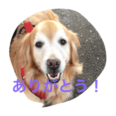 [LINEスタンプ] LOVELY  dog2