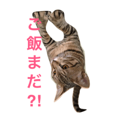 [LINEスタンプ] うちの子風太vol.1