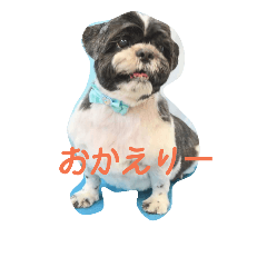 [LINEスタンプ] シーズー日常スタンプ