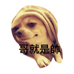 [LINEスタンプ] chihuahua miru