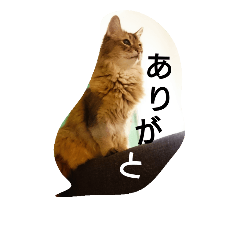 [LINEスタンプ] ソマリのロック。普段使いスタンプ(1)