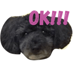 [LINEスタンプ] Maron Kyaron Ronron