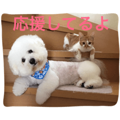 [LINEスタンプ] ひとことメッセージ 猫＆犬バージョン part1