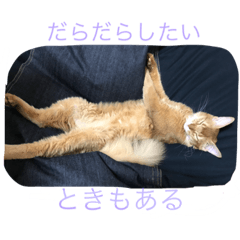 [LINEスタンプ] ソマリのここ日常