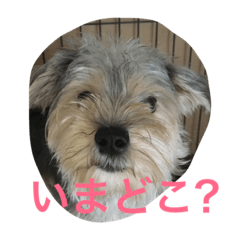 [LINEスタンプ] いまどこ？