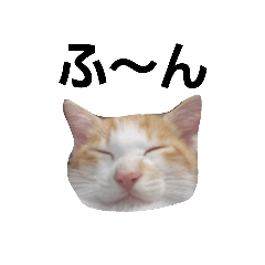 [LINEスタンプ] ねこです 。