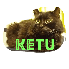 [LINEスタンプ] black cat "KETU"