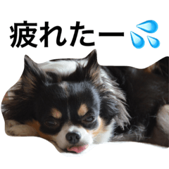 [LINEスタンプ] チワワのメイプル 1