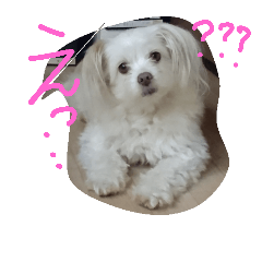 [LINEスタンプ] まったりくうちゃん