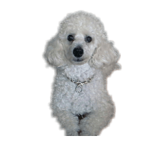 [LINEスタンプ] Toy poodle no Pooh